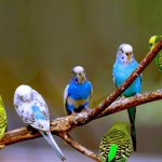 Muhabbet Kuşları Genel Bilgiler (Bakımı – Eğitimi)